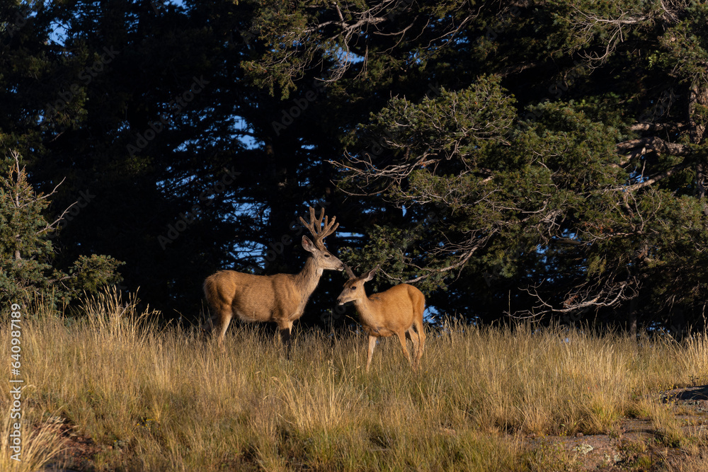 Wall mural Mule Deer Herd