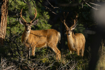 Mule Deer Herd