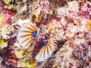 広げた羽根が美しいキリンミノ（フサカサゴ科）。

日本国静岡県伊豆半島賀茂郡南伊豆町中木から渡し船で渡るヒリゾ浜にて。
2023年8月26日水中撮影。
