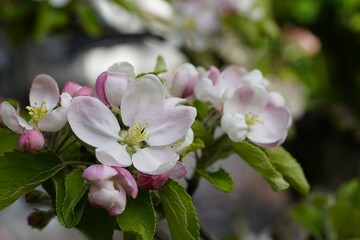 Obraz na płótnie Canvas apple,tree,branch,apple flower