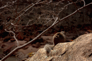 squirrel on tree