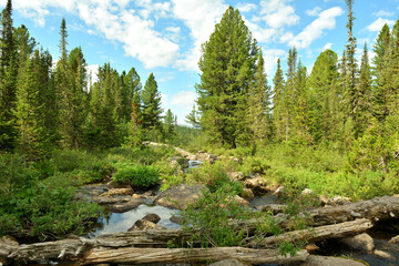 The trunk of a fallen tree lies across the rocky bed of a mountain stream flowing from the lake through a dense forest on a clear summer day.