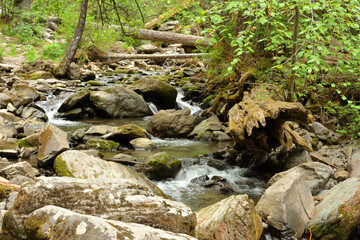 The rapid flow of the stream, bending around stones and fallen trees, flows down from the mountains...