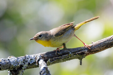 Female Common yellowthroat
