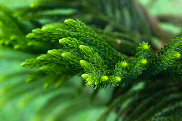 Green Norfolk Island pine, Araucaria heterophylla leaf in forest