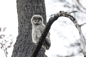 Great Gray Owl juvenile