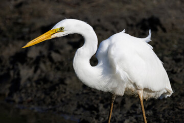 White Great Egret bird