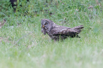 Great Gray Owl bird