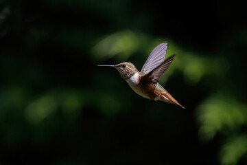 Rufous hummingbird bird