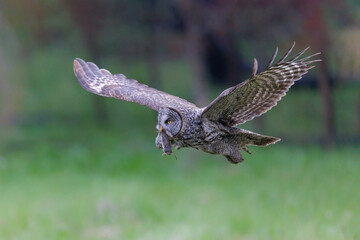 Great Gray Owl bird