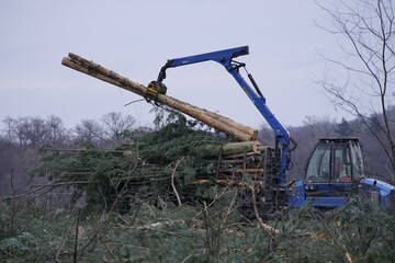 clearance,forest,logs,felled,cut