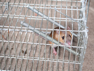 ネズミと捕獲器