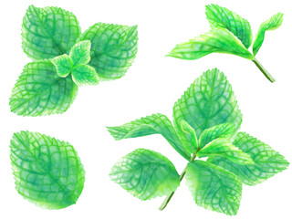 ミントの葉(セット）