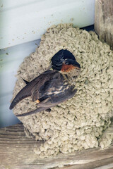 Cliff Swallows bird