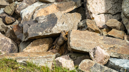 a little marmot is sitting among the rocks in the mountains