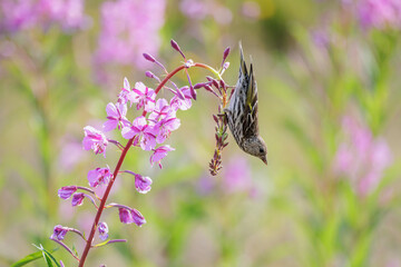 Pine Siskin bird