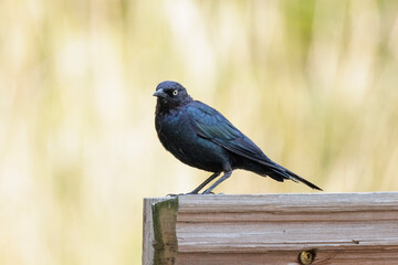 Brewers Blackbird bird