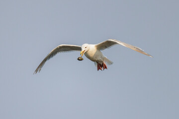 Seagull Dropping A Shell
