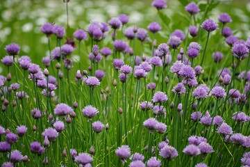 flowers,chives,herbs,spice,violet