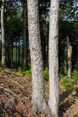 Beech bark disease (BBD). Fagus tree bark infested by Xylococculus betulae, Cryptococcus fagisuga, Neonectria faginata.