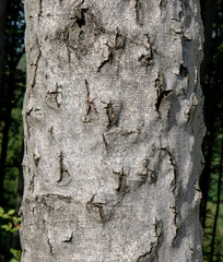 Beech bark disease (BBD). Fagus tree bark infested by Xylococculus betulae, Cryptococcus fagisuga,...