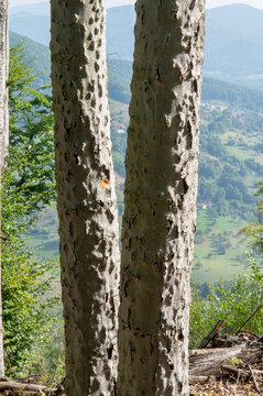 Beech bark disease (BBD). Fagus tree bark infested by Xylococculus betulae, Cryptococcus fagisuga, Neonectria faginata.