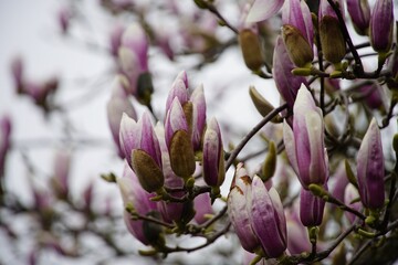 magnolia,tree,spring,pink,blossom