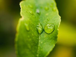 leaf with water drops