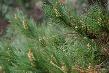 Australian pine