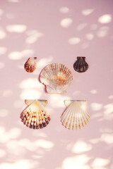 Scallop seashells beach collection.