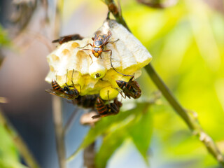 キボシアシナガバチ