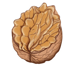 walnut isolated on white background