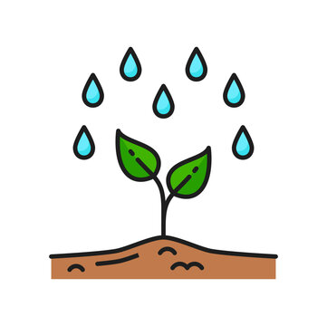 Plant growth, seedling watering agriculture color line icon. Harvest cultivation thin line vector pictogram with rain, water drops falling on sprout. Farming or agriculture sign, outline symbol
