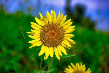 長崎鼻のヒマワリ