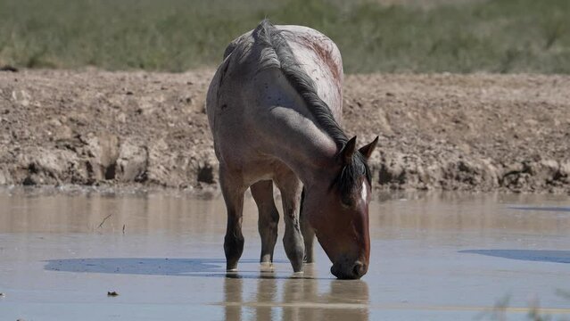 Wild horse sipping from the surface of a muddy pond in the Utah desert.
