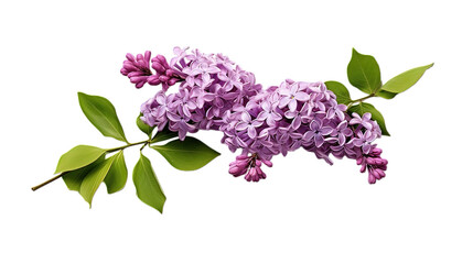 Lilac flower branches isolated on white background