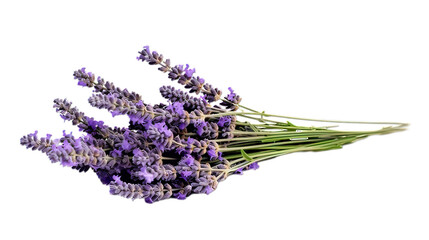A bunch of lavender isolated on white background
