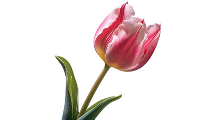 tulip isolated on white background