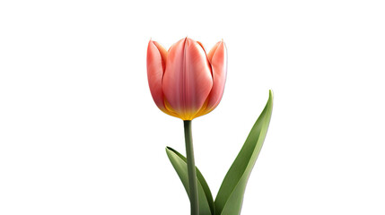 Fototapeta premium red tulip isolated on white background