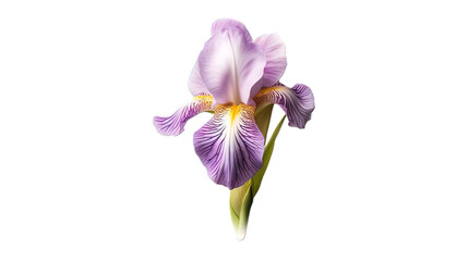 Obraz premium iris flower isolated on white background