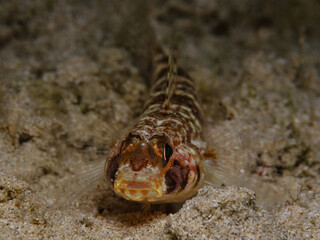 Tiny and cute goby fish at night