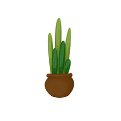 Cactus with long leaves in a pot