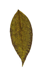 Dried Leaf