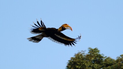 A Great Indian Hornbill in flight with its wings wide open