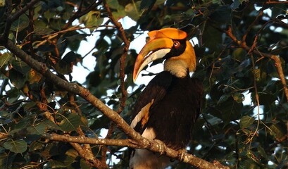 A Great Indian Hornbill sitting on a branch of a tree in a rain forest