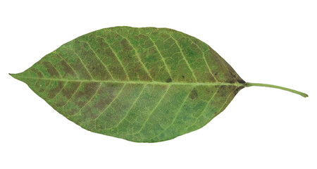 Obraz premium Green leaf