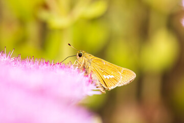 Rice skipper butterfly, A butterfly is on the flower