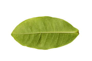 Obraz premium green leaf isolated on white background