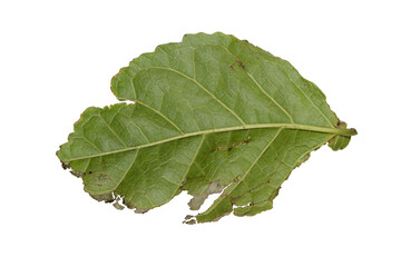 green leaf isolated on white background