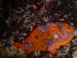 Spotfin frogfish in IOP, Izu